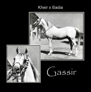 GASSIR   Kheir x Badia by Ibn Rabdan 