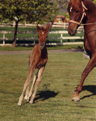 ADIEA  *Talal x Wadiea by *Morafic with foal by *Fawzan (Fadiea)