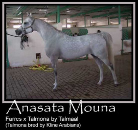 <b>Description: </b>ANSATA MOUNA   Farres x Talmona by Talmaal<br/>