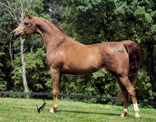 SERENITY SONBOLAH  (Sameh x Bint Om El Saad)