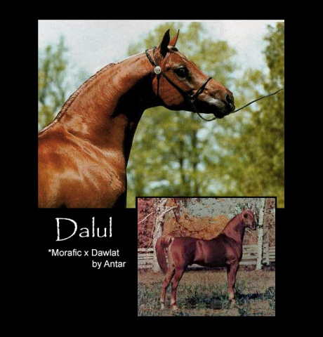 DALUL  *Morafic x *Dawlat by Antar