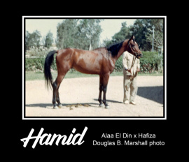 <b>Description: </b>HAMID  Alaa El Din x Hafiza by Hamdan  <br/>