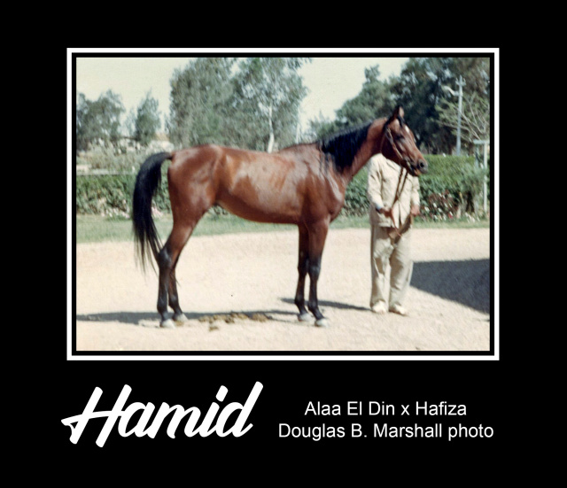 HAMID  Alaa El Din x Hafiza by Hamdan  