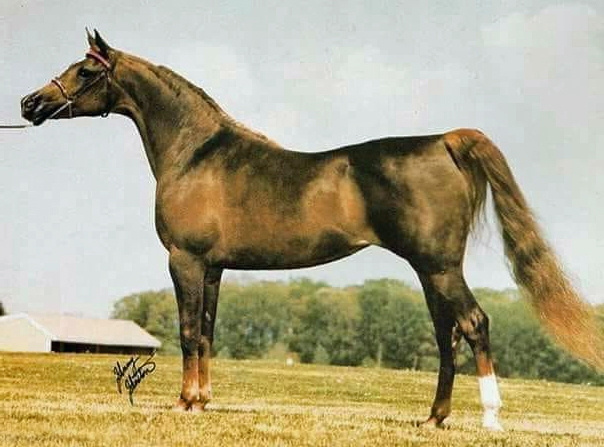 SERENITY SONBOLAH  (Sameh x Bint Om El Saad)  