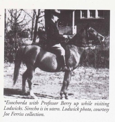 EXOCHORDA  (Aiglon x Leila)