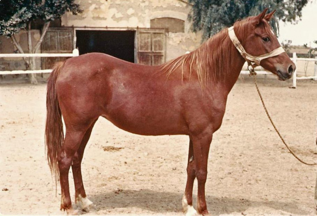 SAMEERA (Mahfouz x Bint El Samraa by Mekdam)