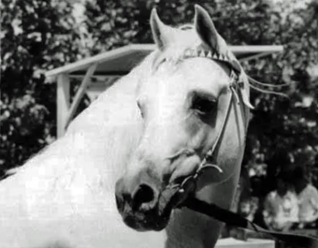 ASWAN (Nazeer x Yosreia by Sheikh El Arab)