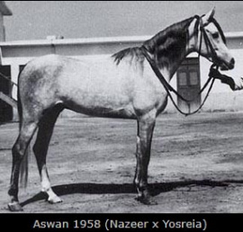 <b>Description: </b>ASWAN (Nazeer x Yosreia by Sheikh El Arab)<br/>