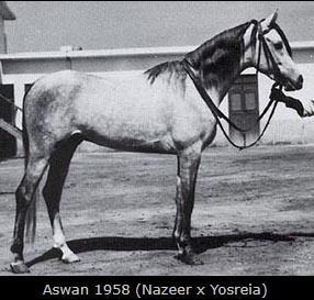 ASWAN (Nazeer x Yosreia by Sheikh El Arab)