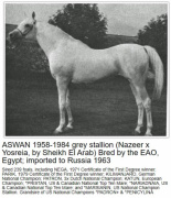 <b>Description: </b>ASWAN (Nazeer x Yosreia by Sheikh El Arab)<br/>