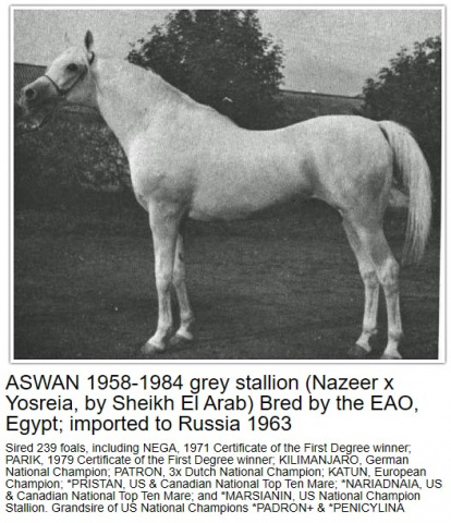 ASWAN (Nazeer x Yosreia by Sheikh El Arab)