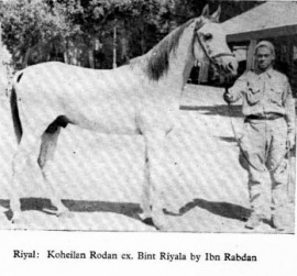 <b>Description: </b>RIYAL (Ibn Rabdan x Bint Bint Riyal by Gamil Manial) <br/>