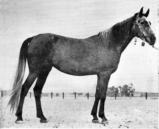 GAMALAT  (Ibn Samhan x Bint Galima by Mabrouk Manial)