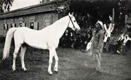 <b>Description: </b>IBN MANSOUR (Mansour x Bint Rissala by Ibn Yashmak) Presented by the Royal Agricultural Society to H.M. King Abdel Aziz Aal Saud in 1939<br/>