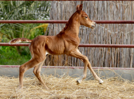 <b>Description: </b>Noor el Amal (Nameer x Likaa el Sahab) 3 days old<br/><b>Copyright: </b>Char Webb