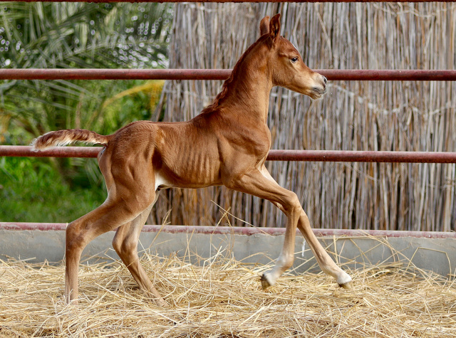 Noor el Amal (Nameer x Likaa el Sahab) 3 days old