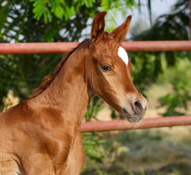 <b>Description: </b>Noor el Amal (Nameer x Likaa el Sahab)  3 days old<br/><b>Copyright: </b>Char Webb