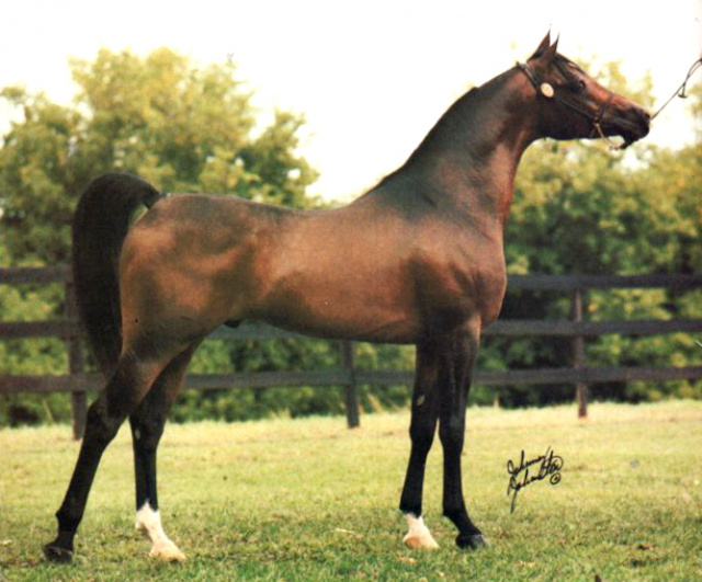 AK BAY MONIET (*Ibn Moniet El Nefous x Shallha by Shiko Ibn Sheikh)