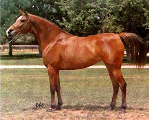 *NASRA (*Morafic x  Zabeia/Zobeya by Adham)