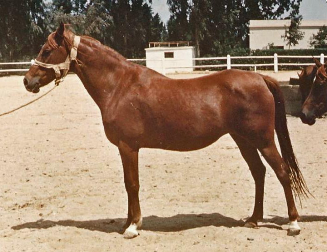 SAMEERA (Mahfouz x Bint El Samraa by Mekdam)