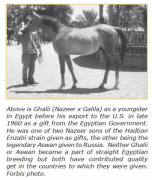 <b>Description: </b>*GHALII  (Nazeer x Galila by Sid Abouhom)<br/><b>Copyright: </b>Forbis photo