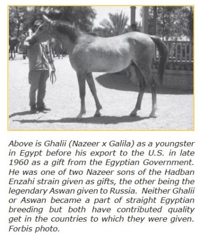 *GHALII  (Nazeer x Galila by Sid Abouhom)