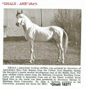 <b>Description: </b>*GHALII  (Nazeer x Galila by Sid Abouhom)<br/><b>Copyright: </b>Arabian Horse World