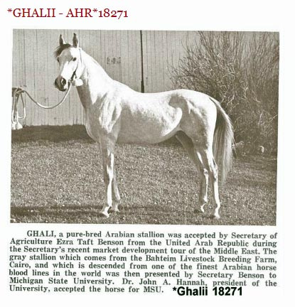 *GHALII  (Nazeer x Galila by Sid Abouhom)