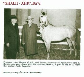 <b>Description: </b>*GHALII  (Nazeer x Galila by Sid Abouhom)<br/><b>Copyright: </b>Arabian Horse News