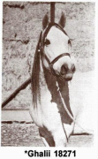 <b>Description: </b>*GHALII  (Nazeer x Galila by Sid Abouhom)<br/><b>Copyright: </b>Arabian Horse World