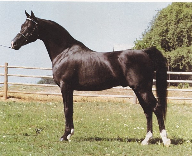 Ibn Zaghloul  (Zaghloul x Bint Mona ) 1976 Saqlawi Gidran