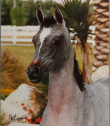 <b>Description: </b>Ajmal Maghrebeia (Salaa El Dine x JKB Majida) 2000 Dahmah Shahwaniyah<br/><b>Copyright: </b>Filsinger photo