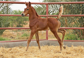 <b>Description: </b>Noor el Amal (Nameer x Likaa el Sahab) at 3 weeks<br/><b>Copyright: </b>Char Webb