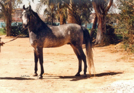 <b>Description: </b>Hoor (Hafid Anter x Kaderah) EA-1379 Feb 1990 photo<br/><b>Copyright: </b>Judi Parks photo  alabbasiyah11@gmail.com