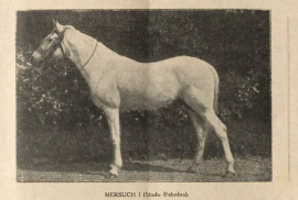 <b>Description: </b>Mersuch I 1904 (Mersuch 1898 x 37 Jussuf 1889)  tail female 60 Adjuze<br/><b>Copyright: </b>Babolna Archives