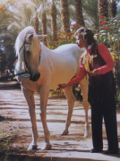 <b>Description: </b>Bilal I (Morafic x Mona Inshass) 1965 Abeyyan Om Jurays. Here phographed with his owner M.me Danny El Barbary<br/>