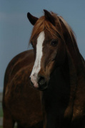 <b>Description: </b>S.B Mabrouka ( Siglavy Bagdady Mabrouka) 1996 (Wahhabit x Mabrouk-1 1985) Tail Female 60 Adjuze Kuhaylah Sheykhan<br/><b>Copyright: </b>Farag Arabians