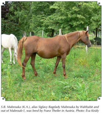 S.B. Mabrouka ( Siglavy Bagdady Mabrouka) 1996 (Wahhabit x Mabrouk-1 1985) Tail Female 60 Adjuze Kuhaylah Sheykhan