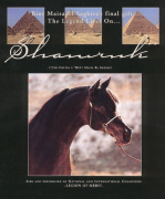 <b>Description: </b>SHAMRUK++ (*Ibn Hafiza x *Bint Maisa El Saghira++ by Nazeer)<br/>