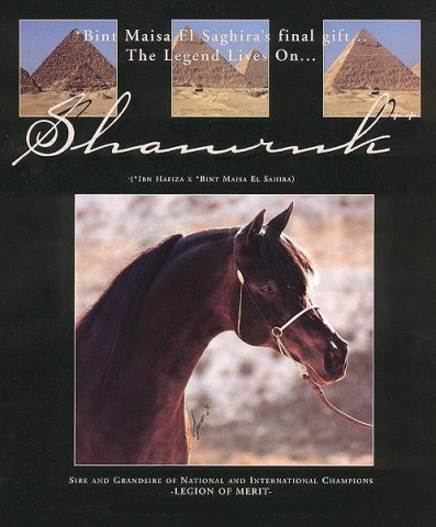 SHAMRUK++ (*Ibn Hafiza x *Bint Maisa El Saghira++ by Nazeer)