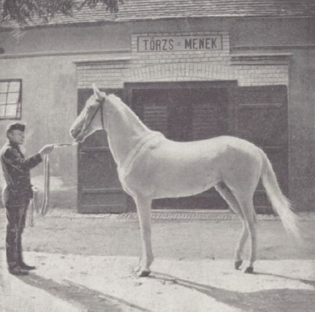 Hamdani Semri  1890 ( a Kuhaylan Abu Urqub x a Hamdaniyah Simriyah). Imported at Babolna in 1897