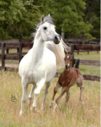 <b>Description: </b>MARAA (*Soufian x *Manzoura by Sultan) with filly Marjaan by Amaal at her side<br/><b>Copyright: </b>Stuart Vesty Photography