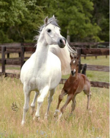 MARAA (*Soufian x *Manzoura by Sultan) with filly Marjaan by Amaal at her side