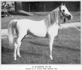 <b>Description: </b>AL-MASHOOR - Desert bred, imported to the United States from Damascus, Syria in 1933 by  Khalil A. Bistany<br/>