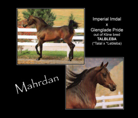 <b>Description: </b>MAHRDAN (Imperial Imdal+ x Glenglade Pride by Ansata El Naseri)<br/><b>Copyright: </b>Scott Trees Photography