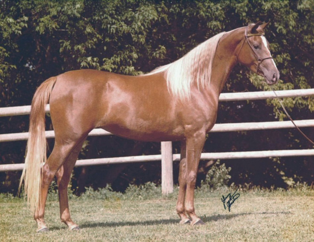 SERENITY KAMILA (*Khofo x Serenity Bint Nadia by Sameh)