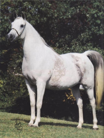 IMPERIAL SONBOLEEN (Moniet El Nafis x *Serenity Sonbolah by Sameh)