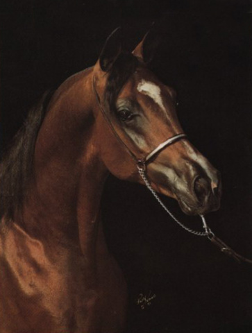 HALIM EL NEFOUS (*Ansata Ibn Halima x Mona Dena by *Ibn Moniet El Nefous)