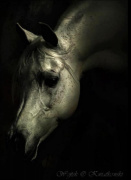 <b>Description: </b>JABBAAR EL HALIMAAR MH (El Halimaar x Sanaata by Ansata El Sharif<br/><b>Copyright: </b>Wojtek Kwiatkowski Equine Photography