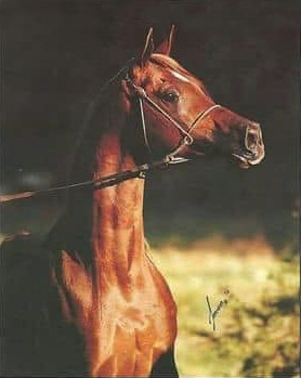 ROFANN (*Soufian x Bint Romanaa by *Morafic)